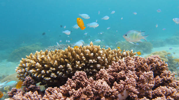 istock Coral reef and tropical fish. Leyte, Philippines 1277490712