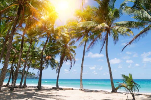 istock Tropical nature clean beach and white sand in summer with palm tree leaf sun light blue sky and bokeh abstract background. 1277490989