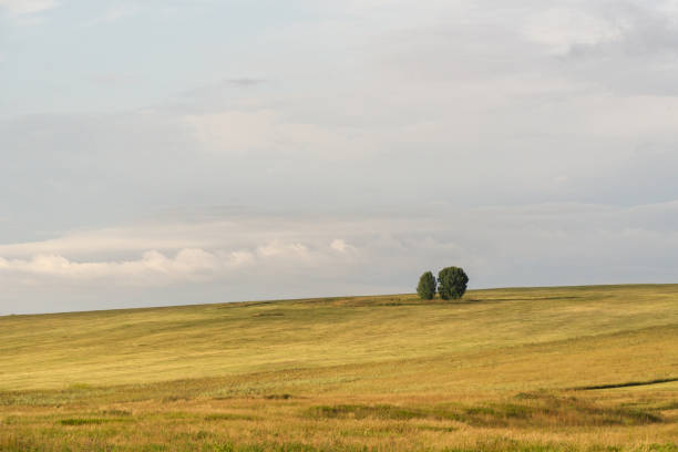 istock two trees on top of a hill covered with dry grass in summer 1277493038
