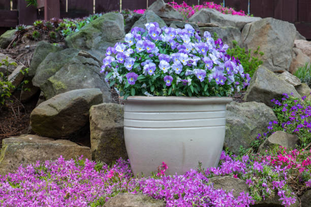 istock Garden with Pansies in Flower Pot 1277493310