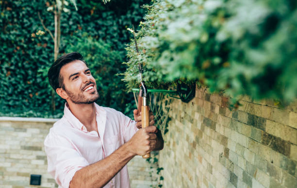 istock Young man arranges the hedge in his backyard. 1277494130
