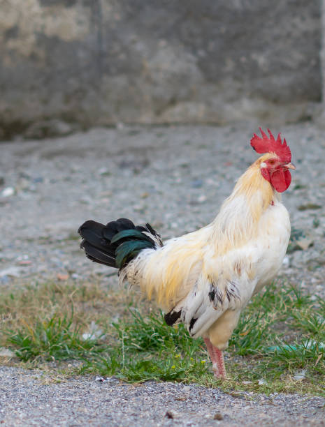 istock attractive health rooster 1277496122