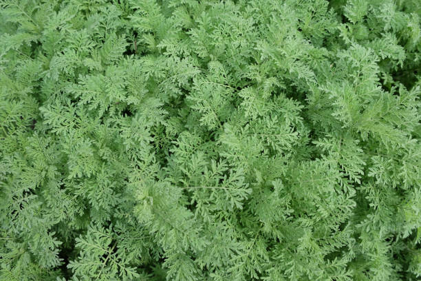 istock Stems of green plants close up. Vegetable background. 1277496163