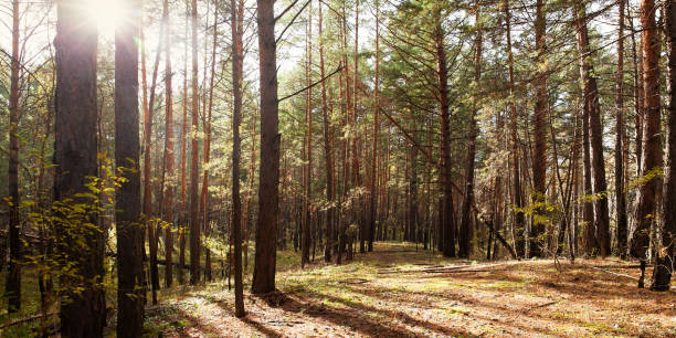 istock autumn peaceful pine forest illuminated by the sun 1277497027