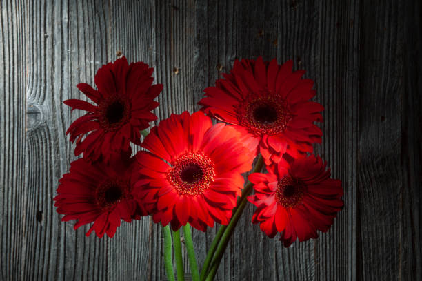 istock Five Shinny Red Gerbera Flowers 1277498345