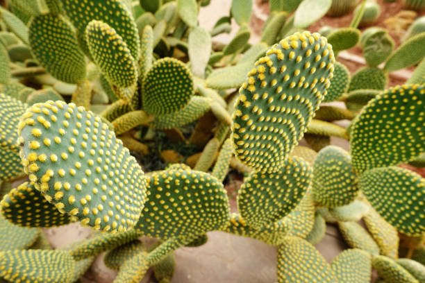 Close up of cactus plant in the garden