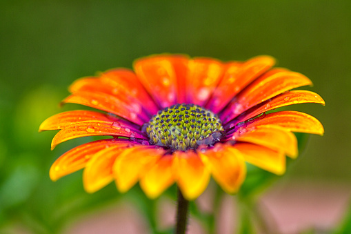 Colourful daisy single flower