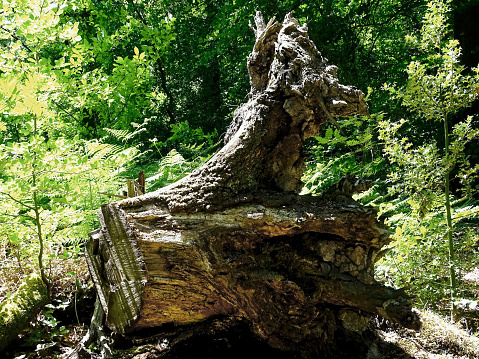 A depiction of a fallen tree - or what is left of it - on a natural park nearby the city of Essen, Germany, shot on late May 2020.