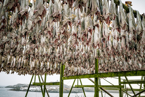 Wooden racks (Hjell) with prepared gutted Cod fish hanging to dry in the cold winter air on the Lofoten islands in Norway. Because of the stable cold winter  conditions, the stockfish produced in the Lofoten is regarded as the best.