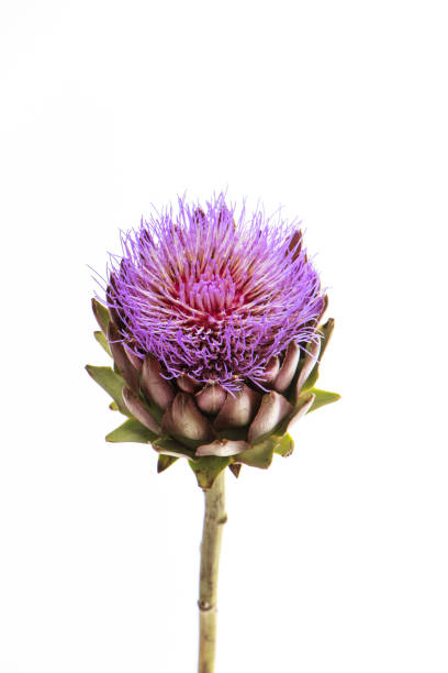 Single artichoke flower on white background, greeting card concept, selective focus