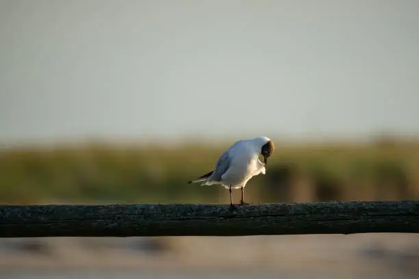 Laughing Gull on a wooden slat background blurred