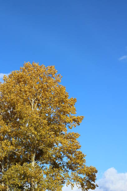 automne feuilles jaunes feuilles feuillage peuplement poplier dessus d’arbre avec ciel clair bleu vif - poplar tree treetop forest tree photos et images de collection