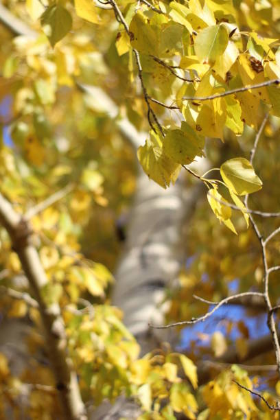 automne feuilles jaunes feuilles feuillage peuplement poplier dessus d’arbre avec ciel clair bleu vif - poplar tree treetop forest tree photos et images de collection