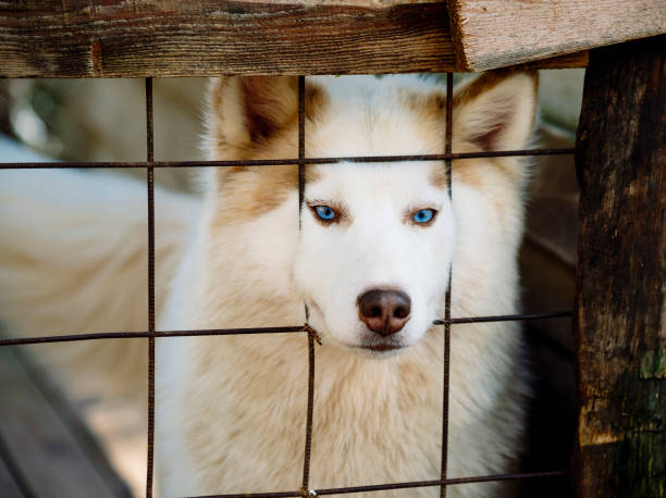 istock Husky dog behind the cage 1277507409