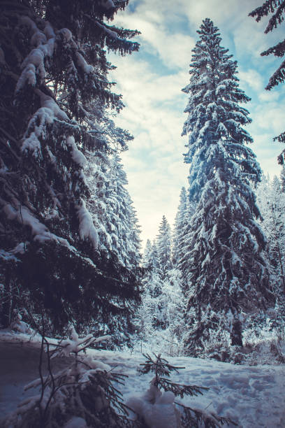 istock snow-covered fir trees in the winter forest at dusk 1277507768