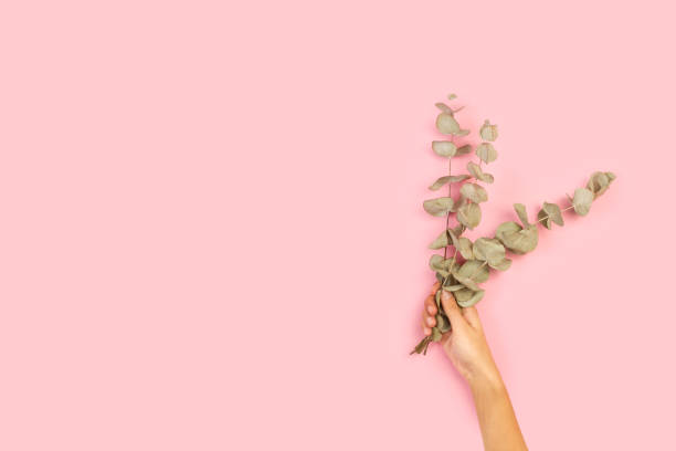 istock Woman hand holding branches with eucalyptus leaves 1277507778
