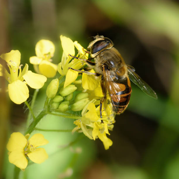 istock Babbling fly on green vegetation close up 1277509048