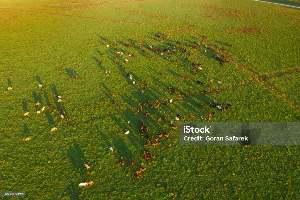 Aerial view of the pasture with horses with long shadows in the early morning Aerial view of the pasture with horses with long shadows in the early morning, Odransko polje, Croatia Agricultural Field Stock Photo