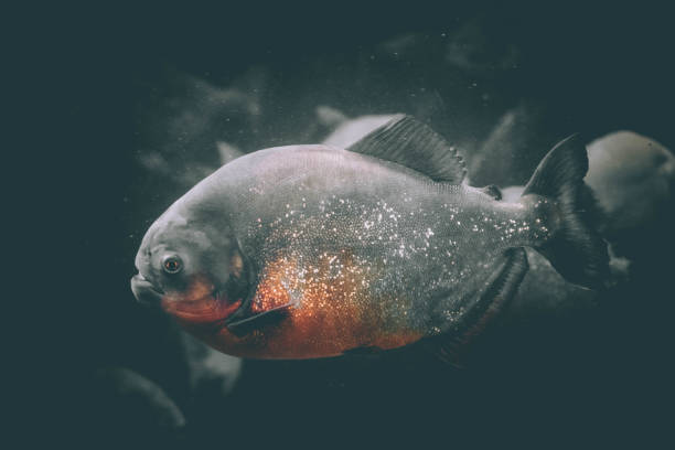 istock a hungry piranha in aquarium 1277509549