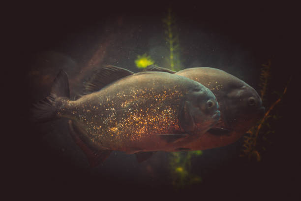 istock a hungry piranha in aquarium 1277509552