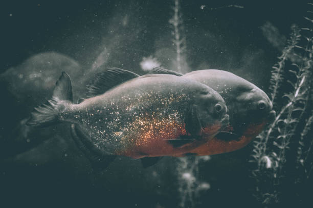istock a hungry piranha in aquarium 1277509566