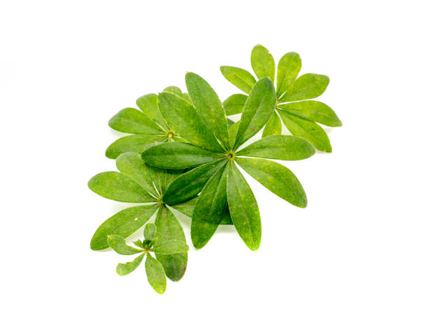 Woodruff plant leaf isolated on white background