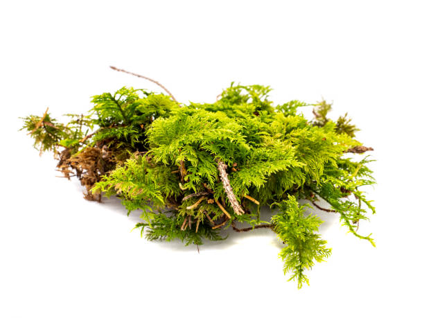 Moss from the forest isolated on white background Moss from the forest isolated on white background forest floor stock pictures, royalty-free photos & images