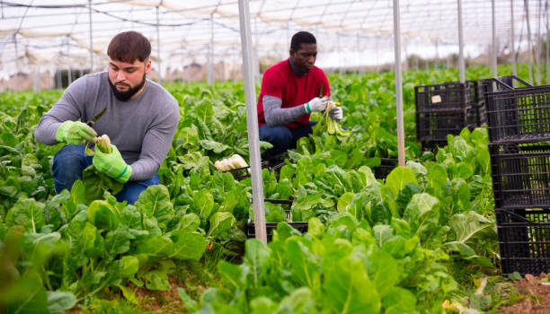 istock Young farmer harvesting Swiss chard 1277512384