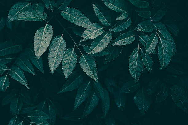 istock leaf in garden, dark nature background 1277514037