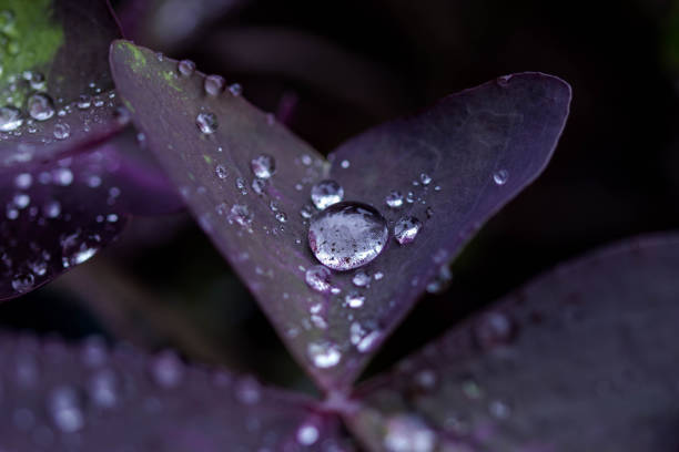 istock Pruple Shamrock With Waterdrops 1277515473