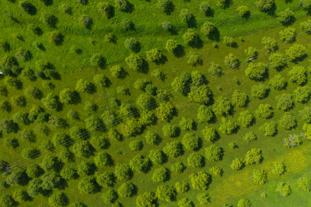 istock Aerial drone view of an apple orchard 1277517030