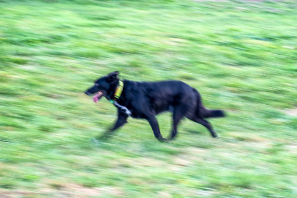 istock Black dog runs across the field 1277517353