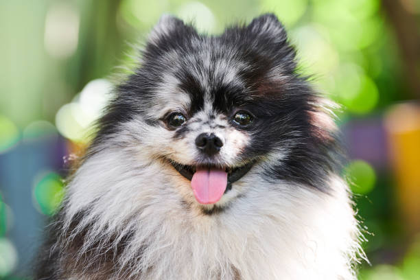 pomerânia spitz cão close up retrato, fundo de jardim verde - dog barking humor howling - fotografias e filmes do acervo