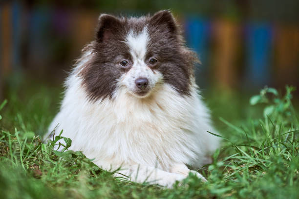 istock Pomeranian Spitz dog in garden 1277517523