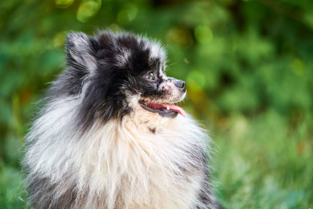pomerânia spitz cão close up retrato, fundo de jardim verde - dog barking humor howling - fotografias e filmes do acervo