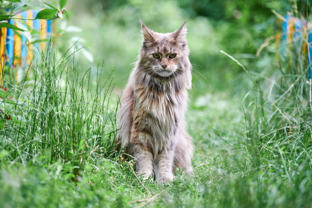 istock Maine coon cat in garden 1277518188