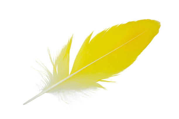 istock feather yellow-orange isolated on white background 1277518264