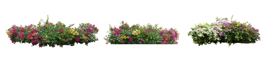 Big set bouquet  fresh bush  blooming bougainvillea on isolated white background with copy space and clipping path.