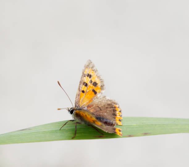 pequena borboleta de cobre (lycaena phlaeas) - small copper butterfly - fotografias e filmes do acervo