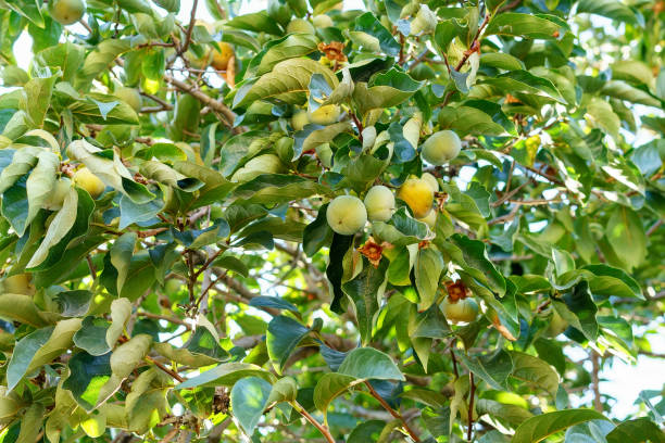 istock Green persimmon growing on tree close-up. Green natural background 1277518866