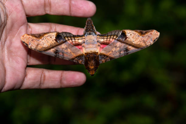 istock A beautiful night butterfly perched on my fingers. 1277519828