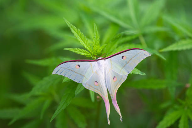 아름다운 밤 나비는 대마초 잎에 집착 (액티아스 셀렌) - 북미긴꼬리산누에나방 뉴스 사진 이미지