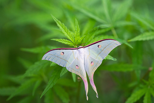 Beautiful night butterfly is clinging on the cannabis leaves (Actias selene)