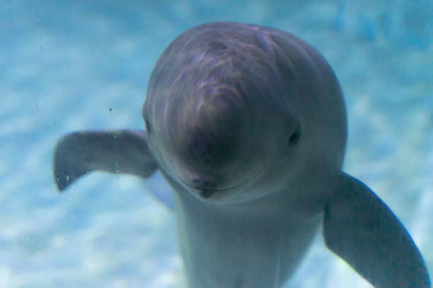 finless porpoise moves downstream - dolphin porpoise mammal sea imagens e fotografias de stock