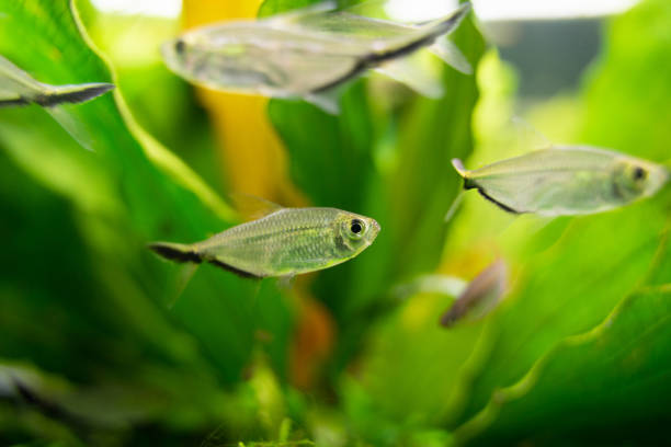 istock Small fishes and plants underwater 1277519985