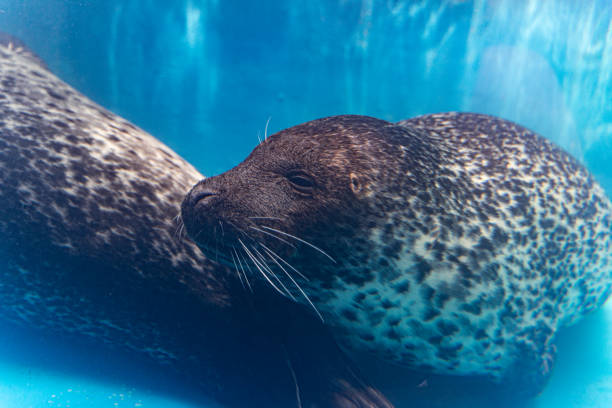 istock Seals swimming in the water 1277520052