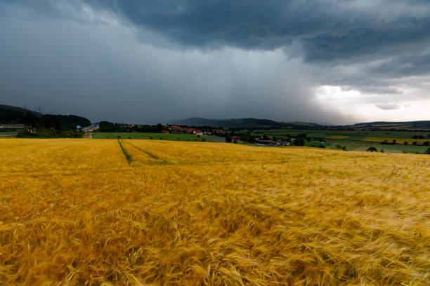 독일의 폭우와 뇌우 - storm corn rain field 뉴스 사진 이미지