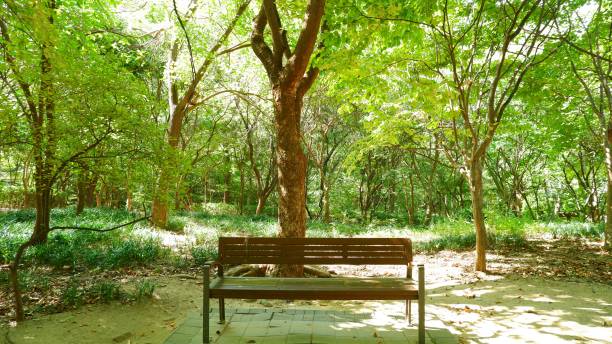 istock A bench in a park with colorful green trees. 1277520294