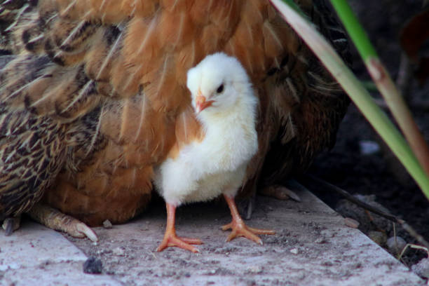 istock A yellow chick hatches from under its mother. Chicken life. 1277520307