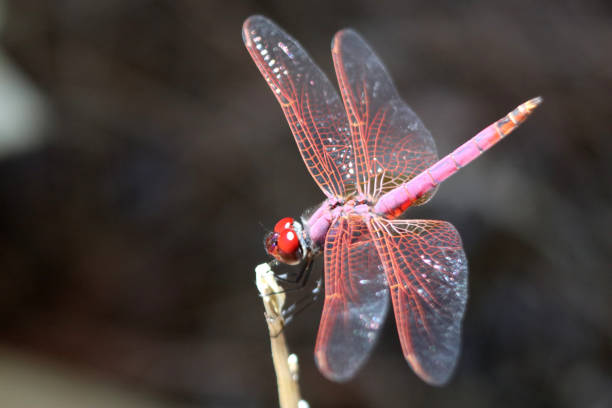 istock Red dragonfly, flying insect dances on a stick. 1277520314